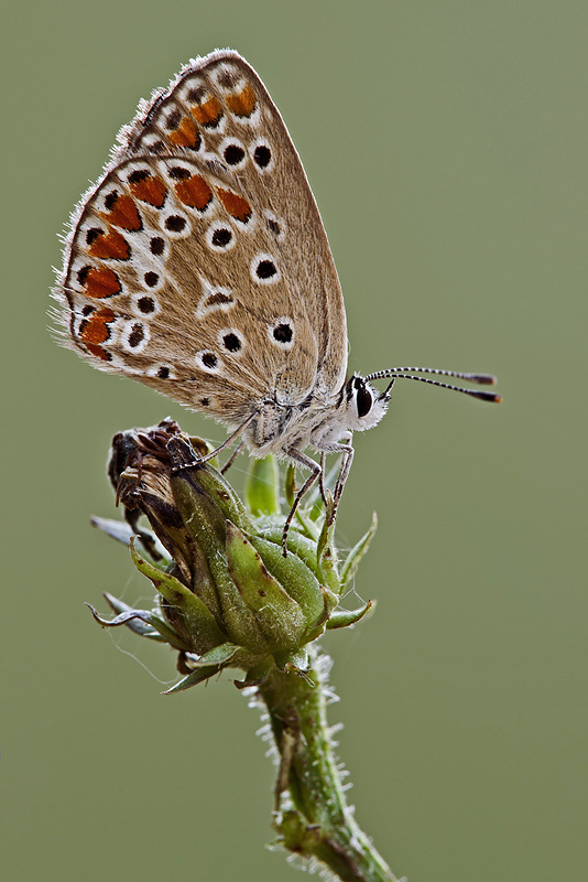 Polyommato Icarus meno verde.jpg