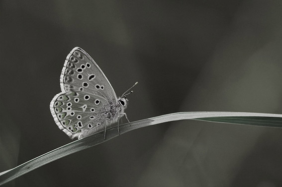 Ponte dei sospiri.jpg