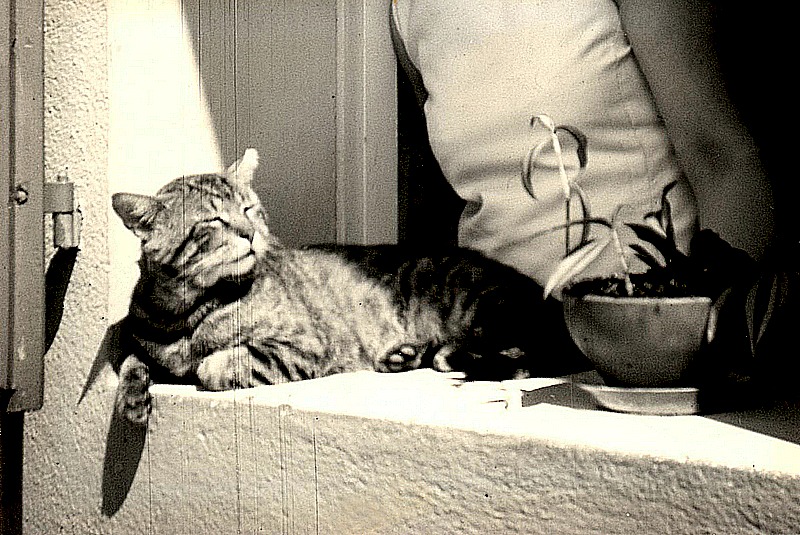 primo gatto allegato1.jpg