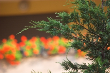 Primo Piano 200mm + converter f4.jpg