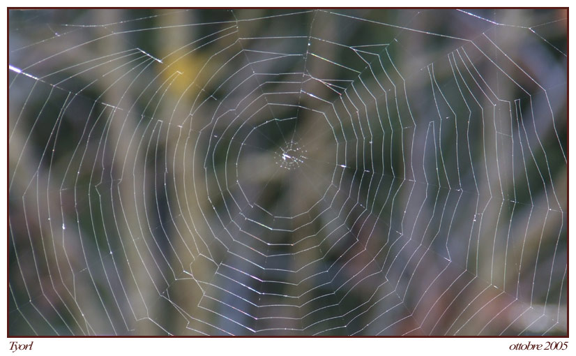 ragnatela-per-foro.jpg.jpg