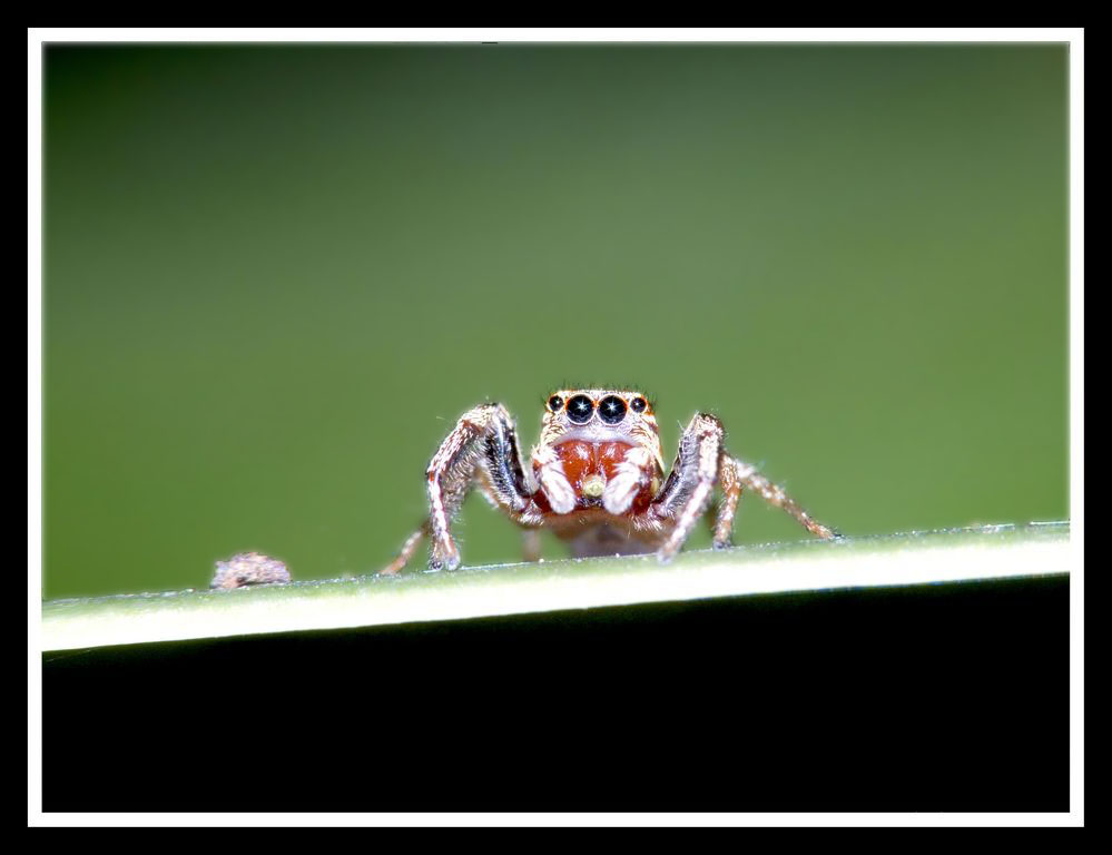 ragnetto22sfondo [1024x768].jpg