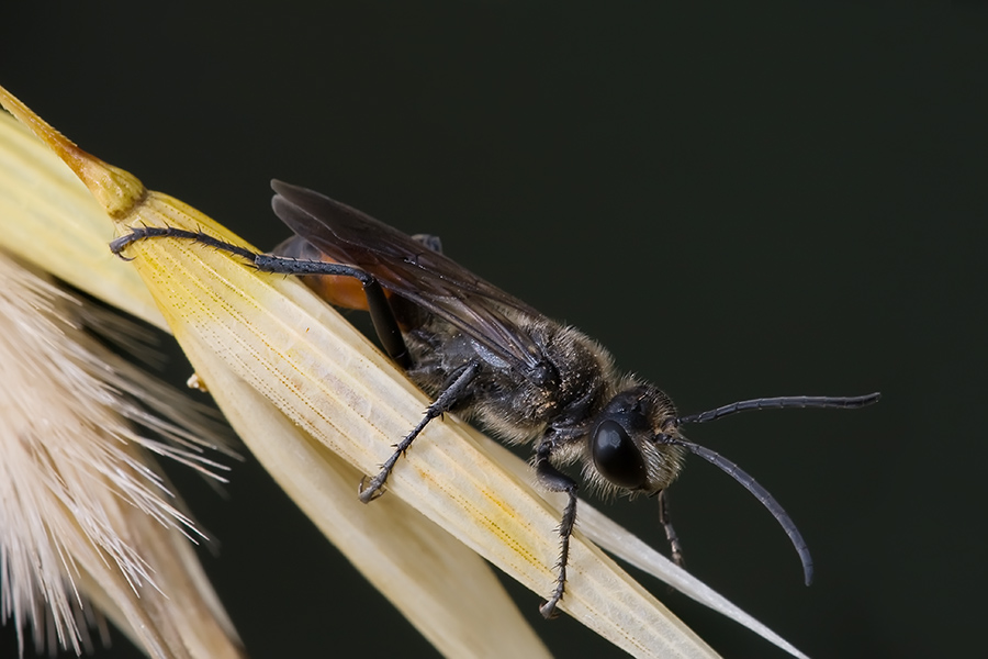 Ridotta2 1481 copia copia.jpg