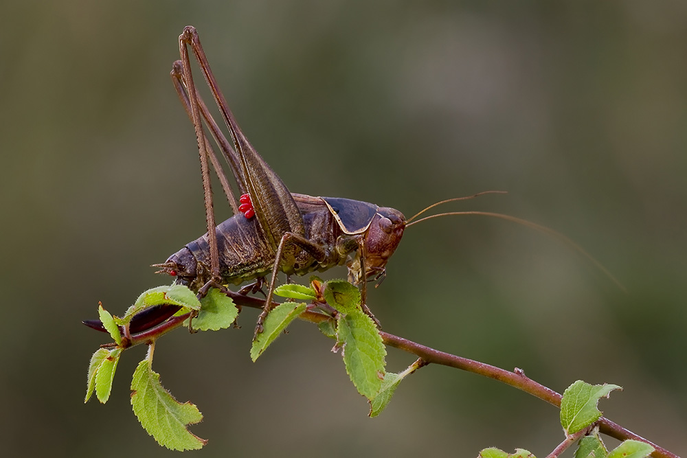 Ridotta2� 5210.jpg