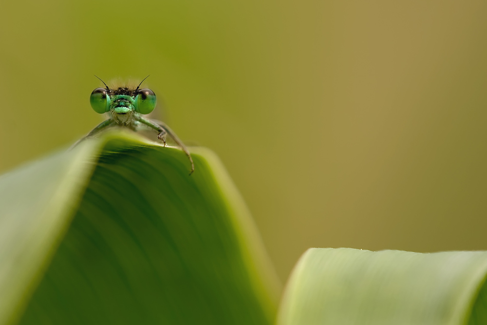 Ridotta 0463 copia.jpg