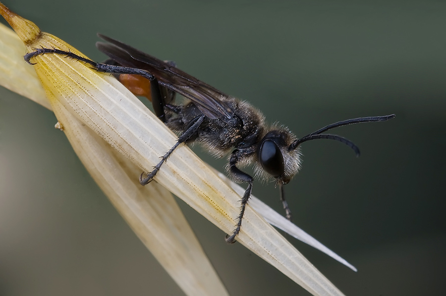 Ridotta 1 1483 copia copia.jpg