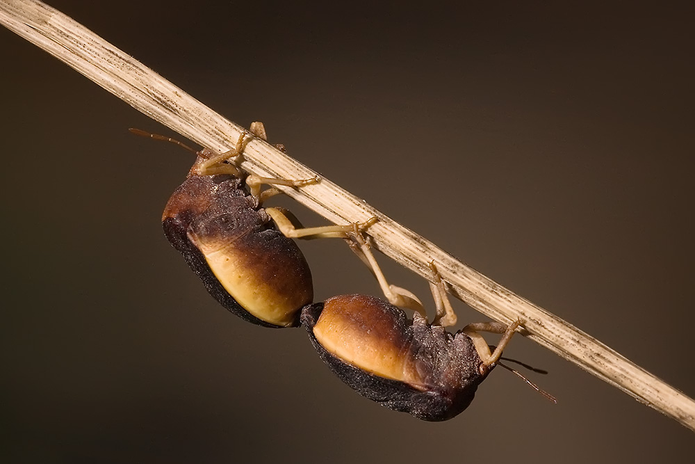 Ridotta 2  1926 copia.jpg