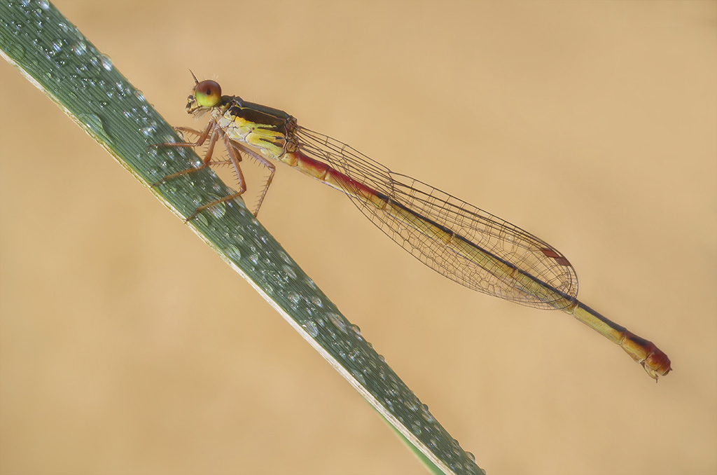 Ridotta 2 _3371 copia.jpg