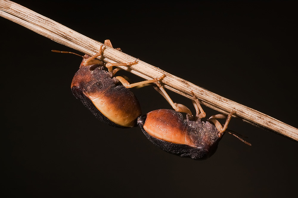 Ridotta 3_1927 copia copia.jpg