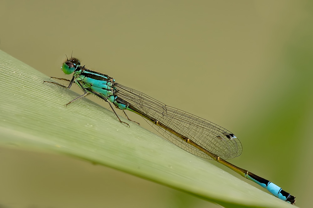 Ridotta _0472 copia.jpg