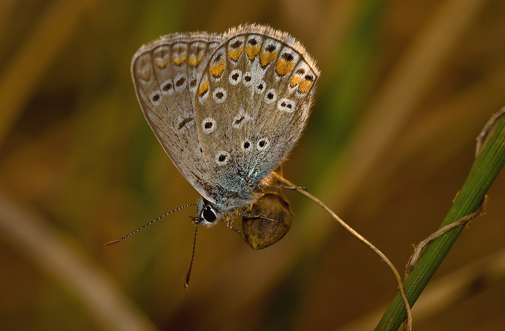 ridotta a x post _5066 copia.jpg