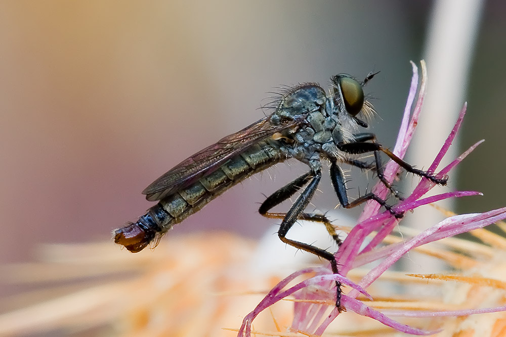 Ridotta riguardata la temperatura _2471.jpg