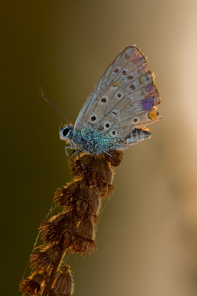 Ridotta verticale _5086 copia.jpg