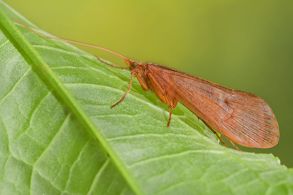 Ridotta x post _1764.jpg