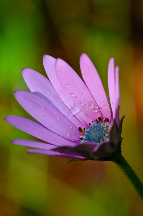 rosa-2.jpg