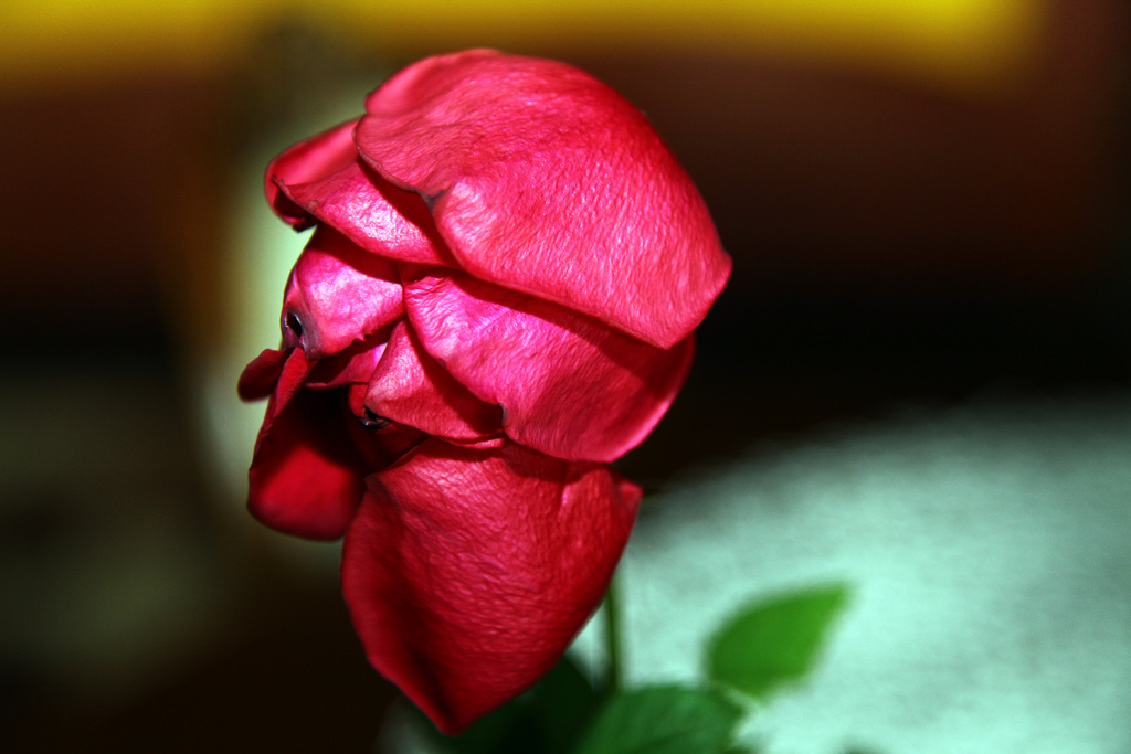 rosa-6.jpg