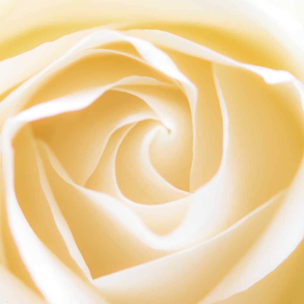 rosa-print4u.jpg