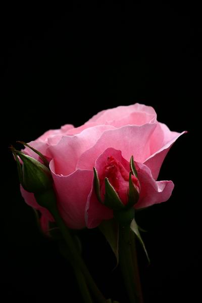 Rosa 3.JPG