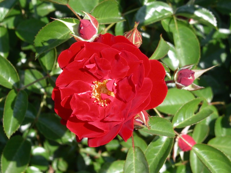 rosa 4.jpg
