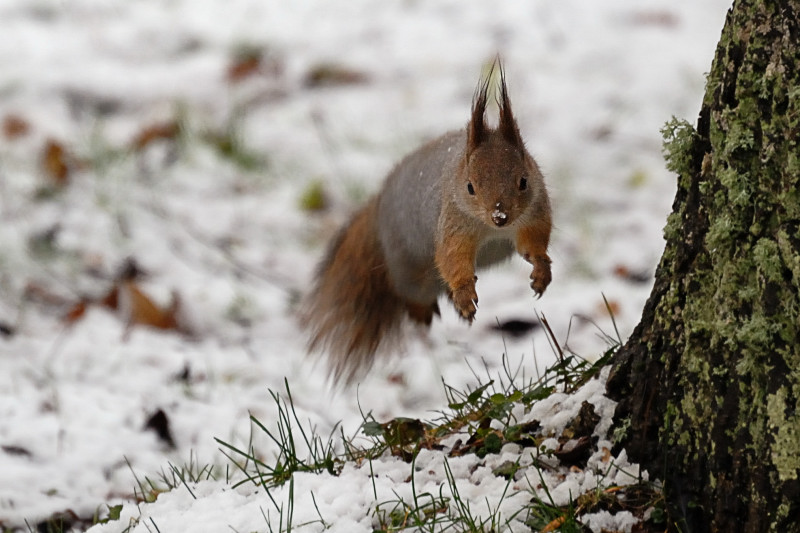 San Pietroburgo_189_rid_01.JPG