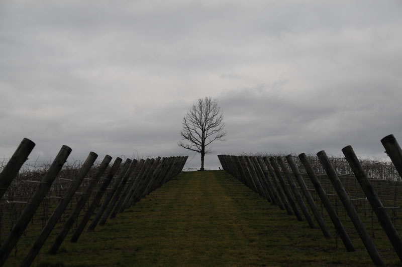 SCATTO ORIGIN-800.jpg