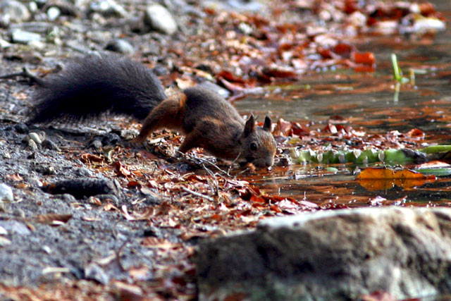 Scoiattolo.jpg