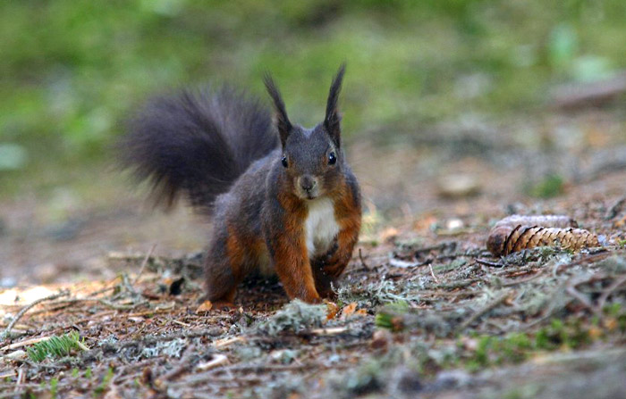 scoiattolo.jpg