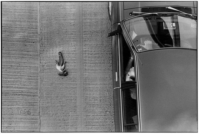 scoiattolo morto.jpg