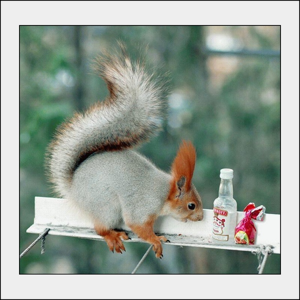 scoiattolo_russo.jpg