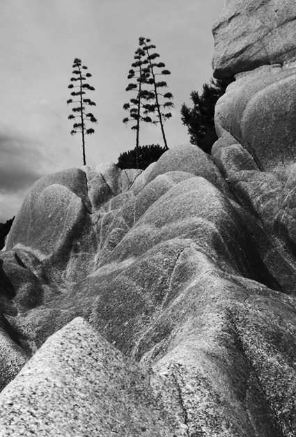 scripta ... manent.jpg