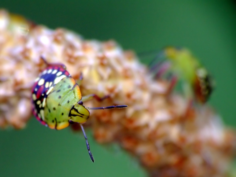 Scudetto 1 - DSCF1313 - OK.jpg