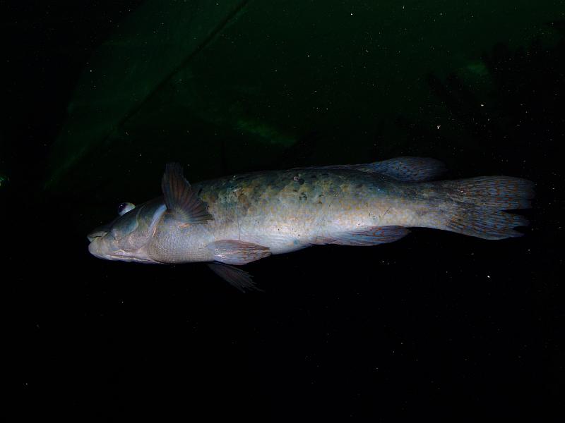 Sea3.jpg