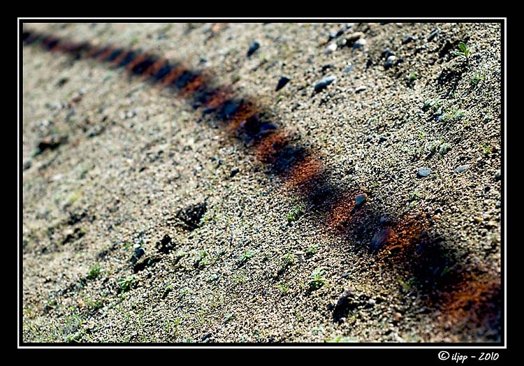 serpente corallo 01.jpg