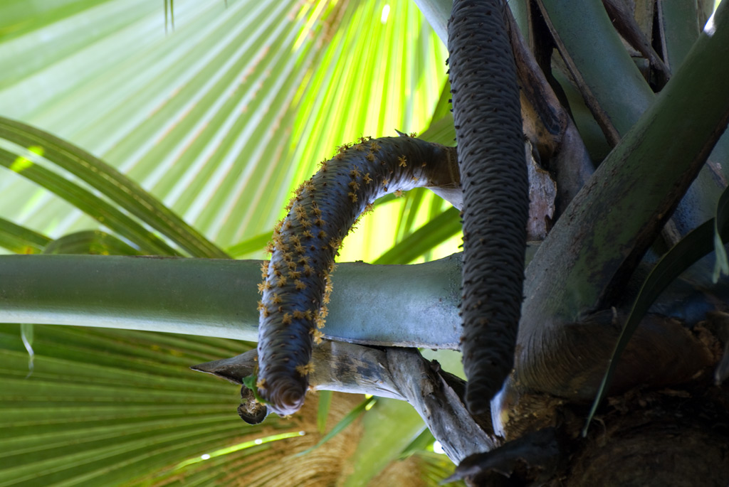 Seychelles17.jpg