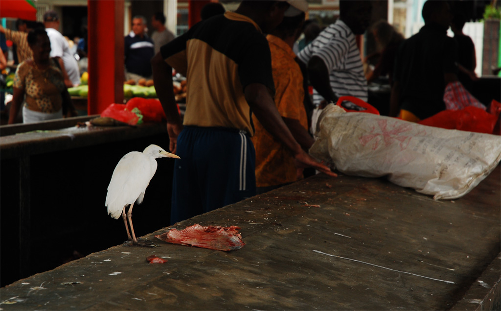 Seychelles1.jpg