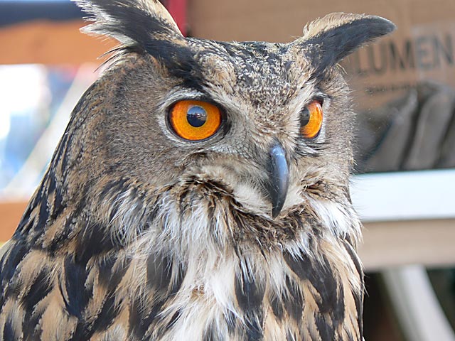 sguardo2.jpg