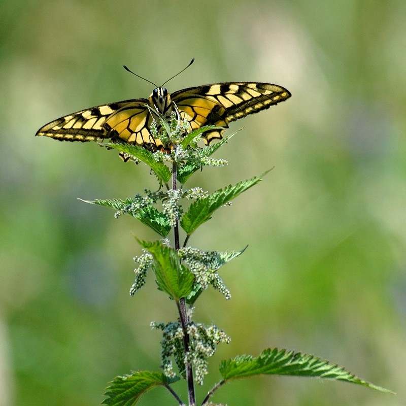 Sigma70-300.jpg