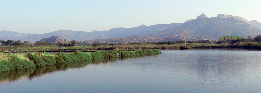 stagno girasole copia.jpg