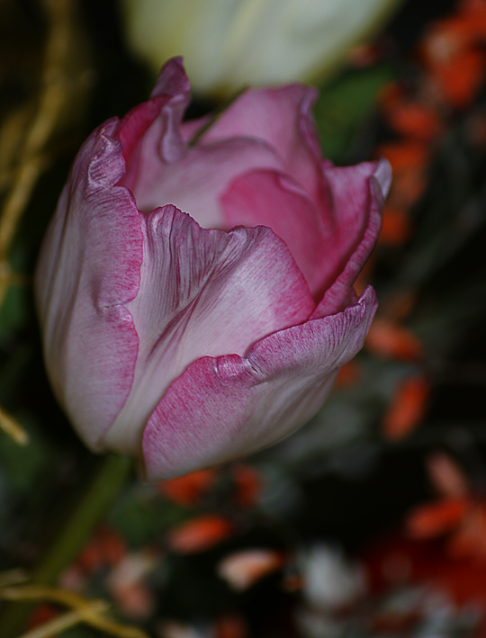 Tulipano-rosa.jpg