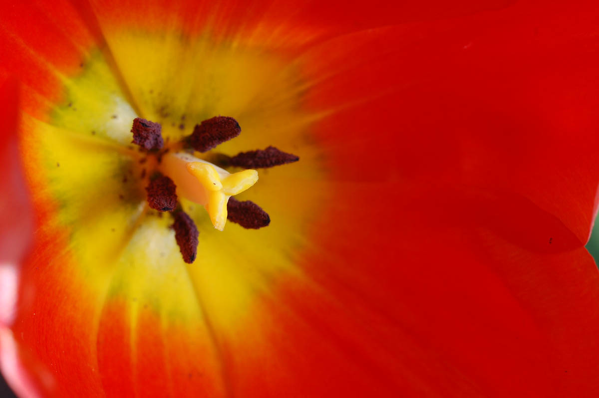Tulipano.jpg