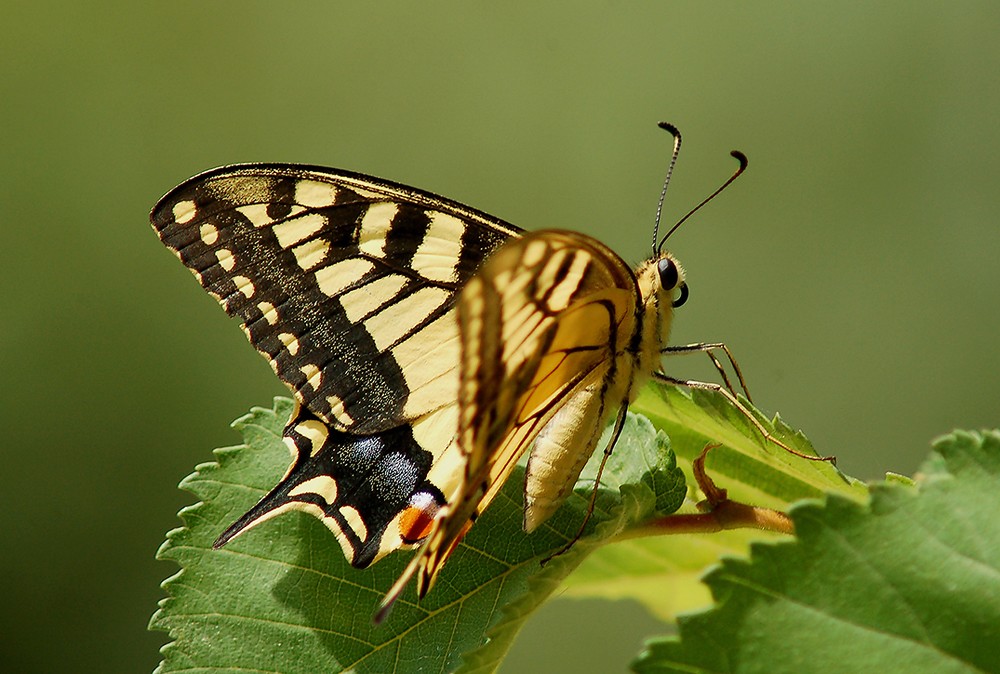 ULTIMATE MACAONIS-11111.jpg