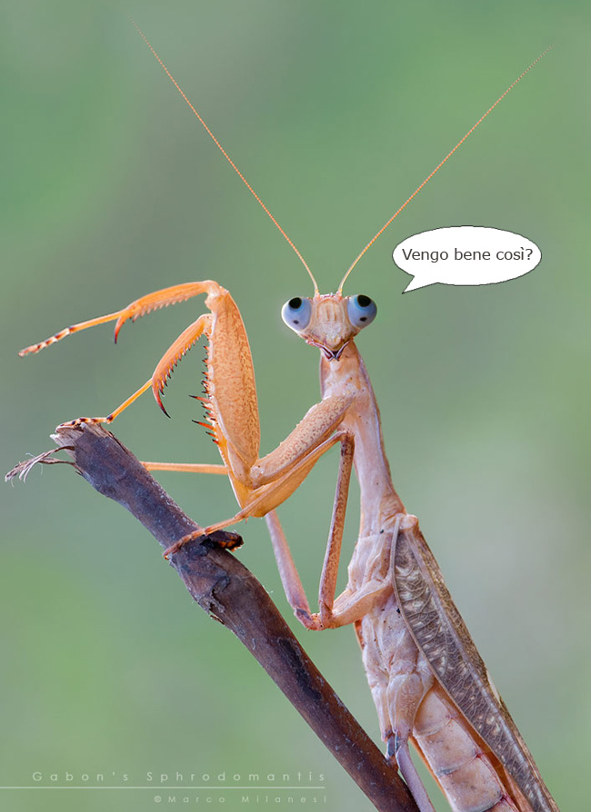 vengo.jpg