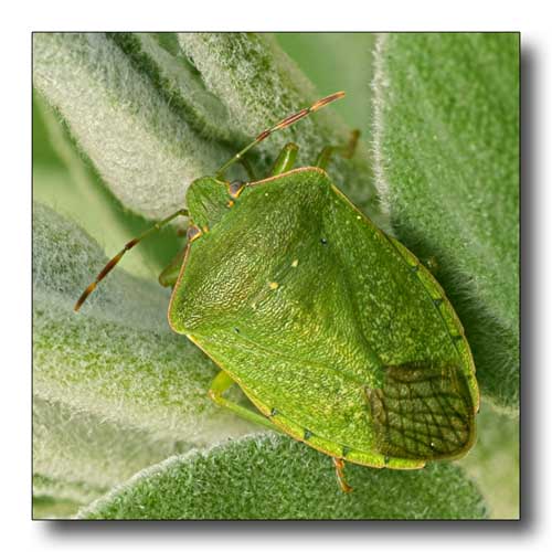 verde tra i verdi_square.jpg