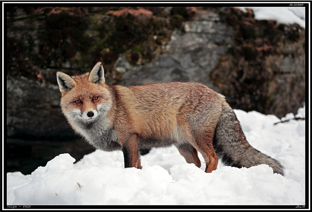 volpe.jpg