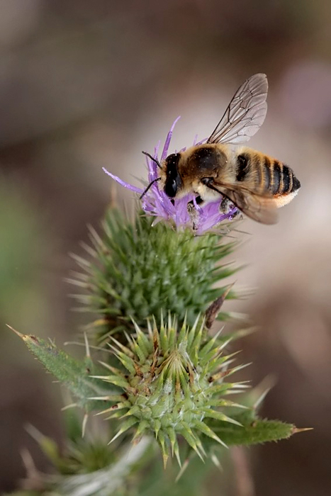 volucella ripulita.jpg