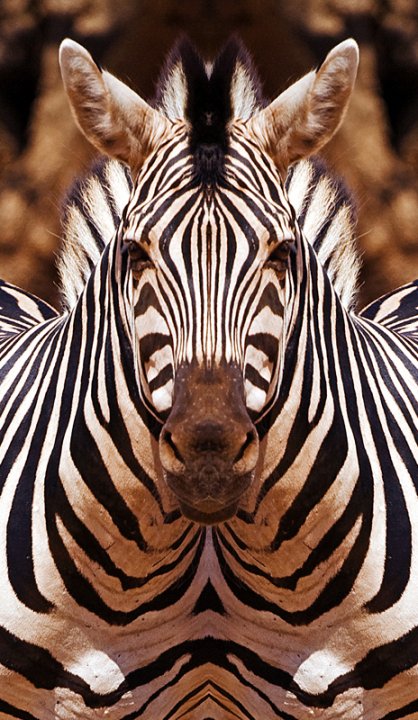 zebra.jpg